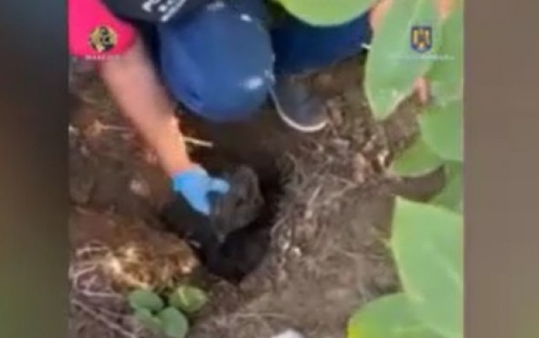 Două kilograme de heroină și peste 850 de pastile de ecstasy, descoperite la rădăcina unui copac din Capitala României